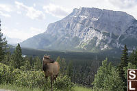 Elk With Valley View