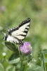 Tiger Swallowtail Drinking From Clover