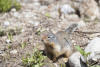 Columbia Ground Squirrel