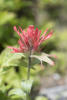 Indian Paintbrush