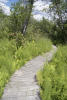 Overgrown Boardwalk