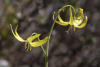 Two Flower Glacier Lily