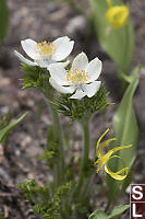 White Pasqueflower With Glacier Lilies