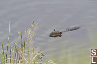 Beaver In River