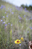 Common Gaillardia In Front Of Common Harebell