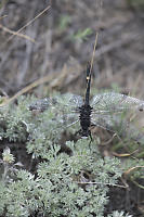 Dot Tailed Whiteface