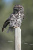 Great Grey Owl