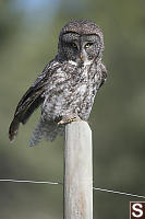Great Grey Owl On Fence Post