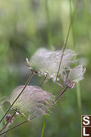 Prairie Smoke