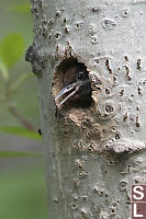 Red Naped Sapsucker Chick