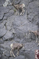 Bighorn Sheep On Rock Face