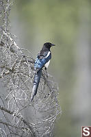 Black-Billed Magpie