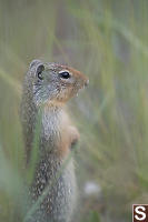 Columbia Ground Squirrel On Guard