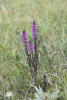 Elephants Head Lousewort