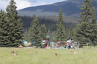 Elk Near The Playground