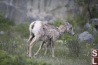 Molting Bighorn Sheep With Flowers