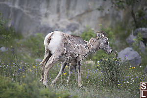 Molting Bighorn Sheep With Flowers