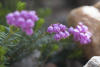 Pink Heather Growing Between Rocks