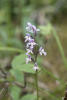 Small Round-leaved Orchid