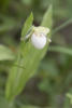 Sparrows Egg Ladys Slipper Orchid