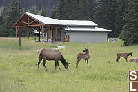 This Years Elk Calves