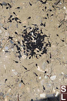 Western Toad Tadpoles In Shallow Pond