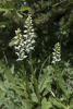 White Bog Orchid