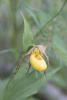 Yellow Lady's Slipper