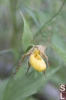 Yellow Lady Slipper Orchid