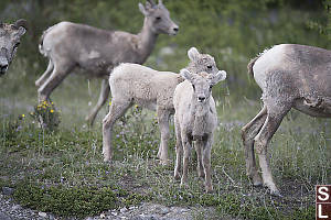 Young Bighorn Sheep Looking At Me