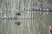 Juvinile Yellow Headed Blackbird In Reeds