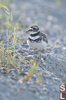 Killdeer