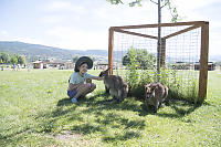 Wallabees In Shade