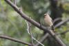 Cedar Waxwing In Tree