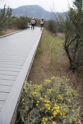 Walking At Desert Centre