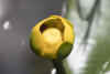 Western Yellow Pond Lily Flower