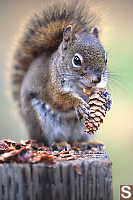 Front Profile Squirrel