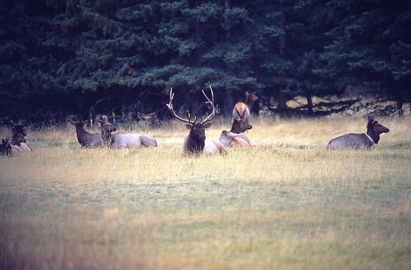 Herd Of Elk On Golf Course