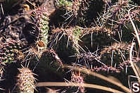 Cactus