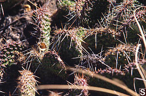 Cactus