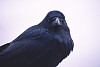 Common Raven