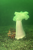 Giant Plumose Anemones