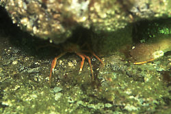 Kelp Crab