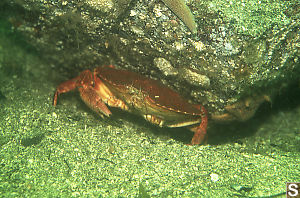 One Arm Red Crab