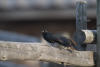 Brewer's Blackbird