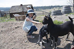 Claira Feeding Two Goats