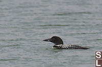 Common Loon Close To Shore