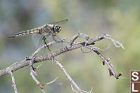 Four Spotted Skimmer