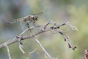 Four Spotted Skimmer