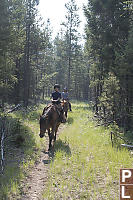 Horseback On Forest Trail